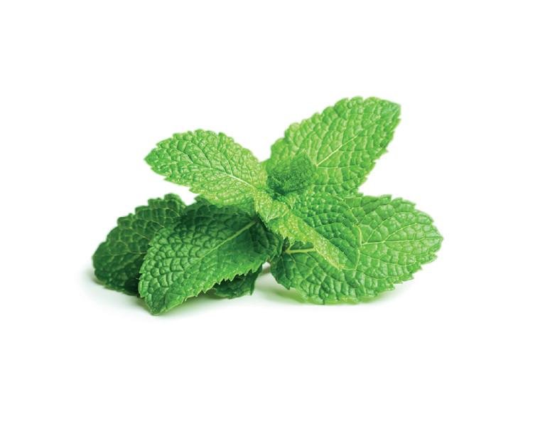 Pudina -Mentha-piperita-4.jpg Pudina -Mentha-piperita-4.jpg